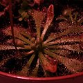 Drosera spatulata