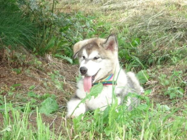 Alaskan malamute