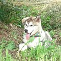 Alaskan malamute