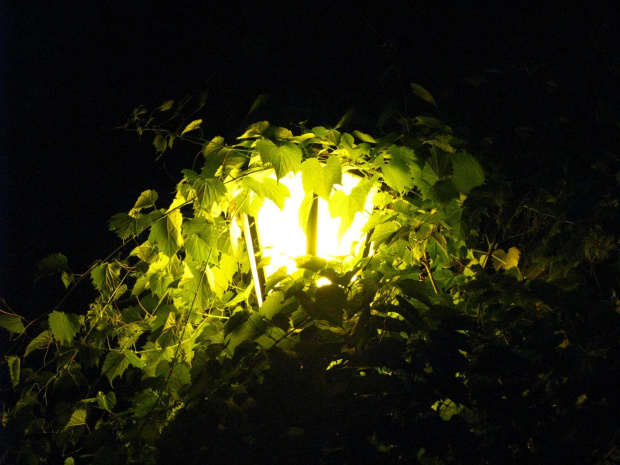Swiatełka w liściach skryte... czyli poprostu klimatyczna latarnia na starówce w Toruniu...:P #Latarnia