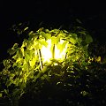 Swiatełka w liściach skryte... czyli poprostu klimatyczna latarnia na starówce w Toruniu...:P #Latarnia
