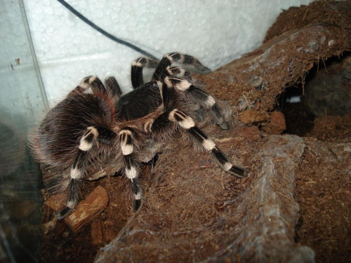 Acanthoscurria geniculata L12 samiczka