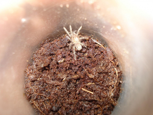 Trixopelma cyaneum L2