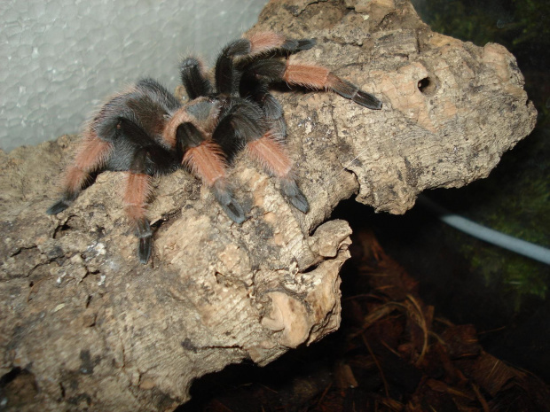 Brachypelma emilia L10/11 samiczka