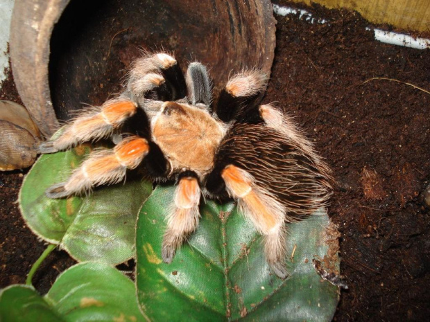 Brachypelma boehmei dorosła samiczka