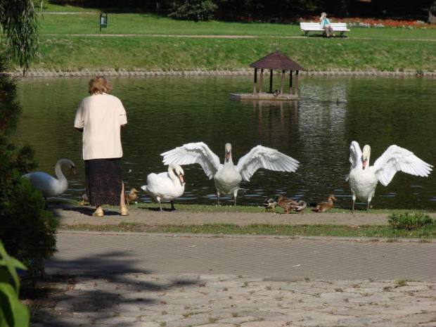 #Nałęczów #spacer #park #PijalniaCzekolady #łabędzie #staw #Agatka #Filip #Adusia #Marcin #słońce #Brutus