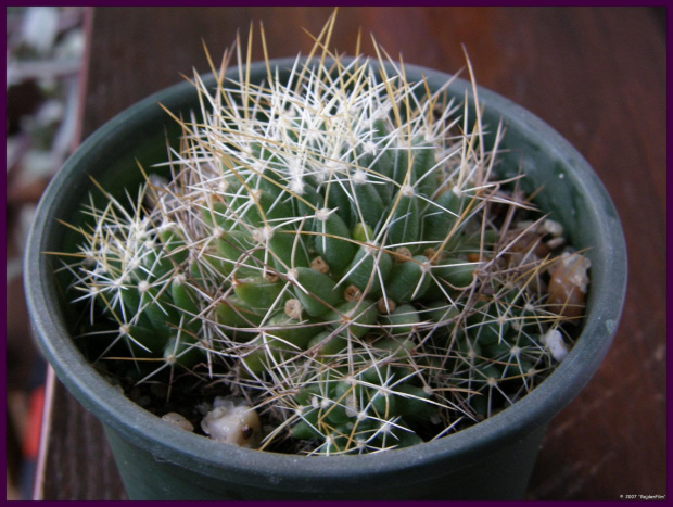 Mammillaria decipiens ssp albescens #kaktusy