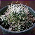 Mammillaria decipiens ssp albescens #kaktusy