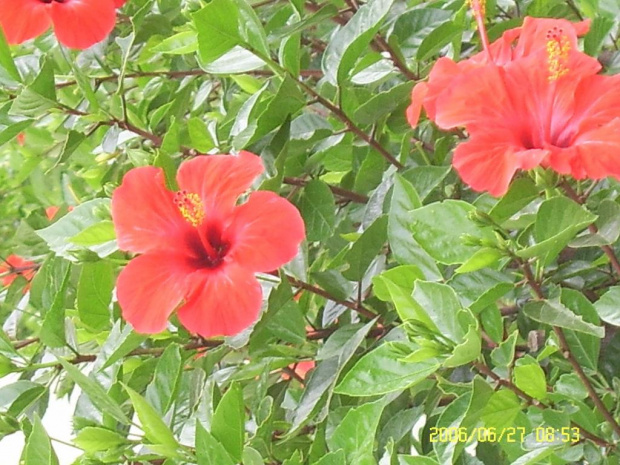 prawdopodobnie -hibiskus