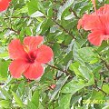 prawdopodobnie -hibiskus