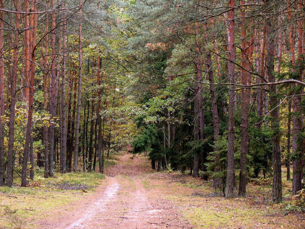 Koluszki, las, jesień #Koluszki #las #jesień