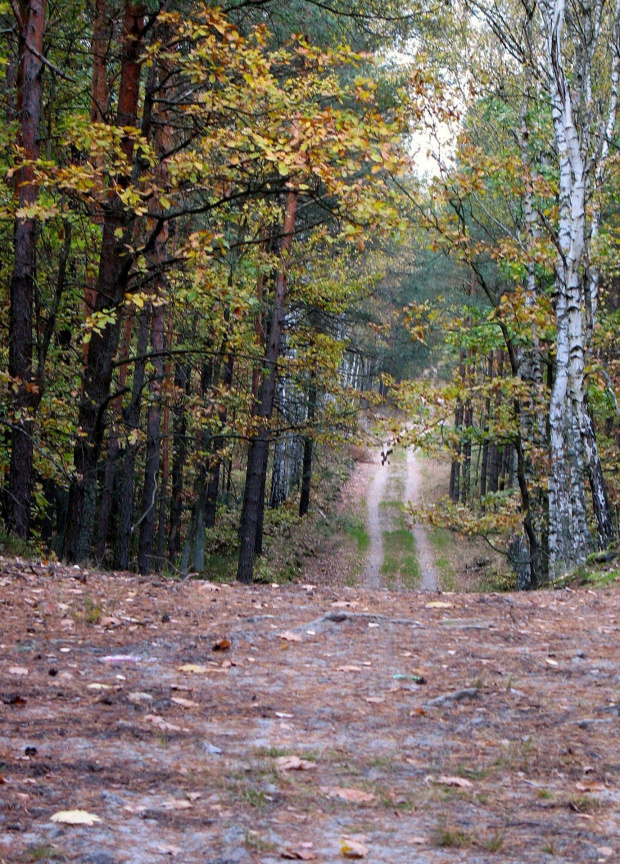 Koluszki, las, jesień #Koluszki #las #jesień