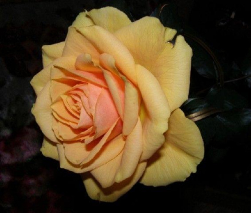 Róży czar 1