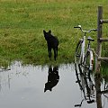 Biebrza. Ja popilnuję