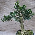 Buxus sempervirens