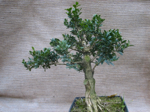 Buxus sempervirens