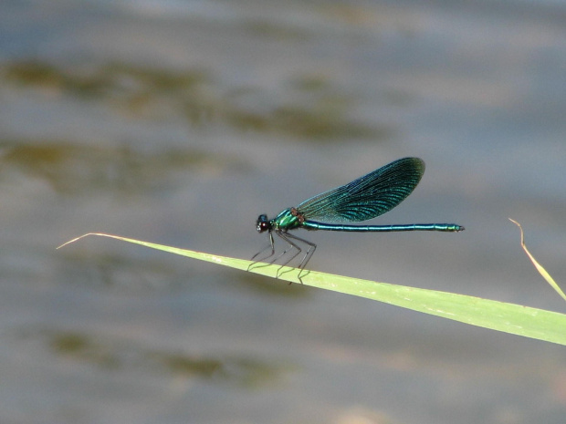 Ważka #Ważka #natura #przyroda #makro