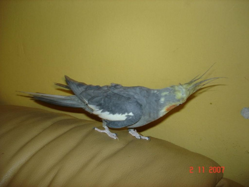 Papuga.....Nimfa