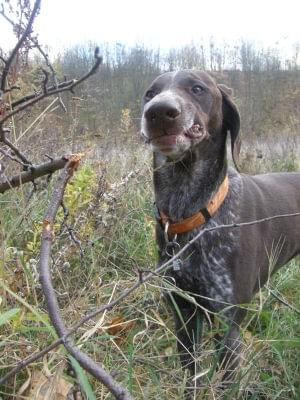 zajac lama i bandog