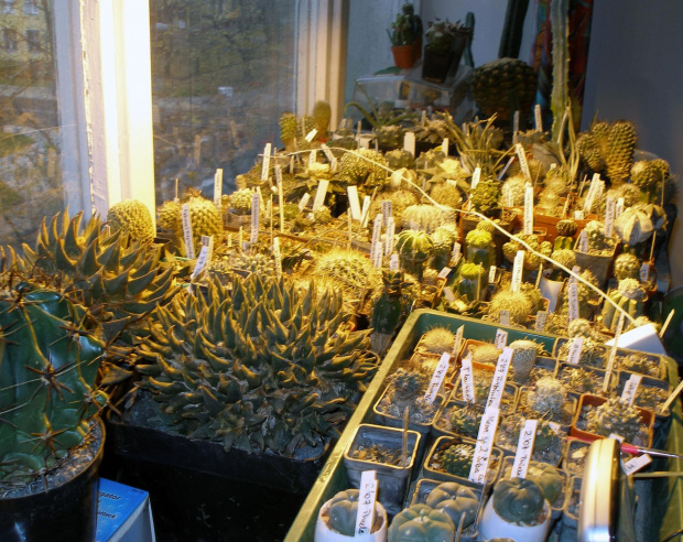 kaktus, meksyk, kwiat #kaktus #meksyk #kwiat #kwiaty #kolekcja #hobby
