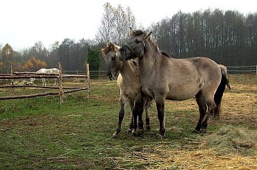 Nikar i Nirek...się przekomarzają :)) #konie #koń #pastwisko