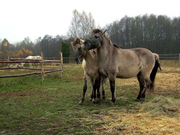 Nikar i Nirek...się przekomarzają :)) #konie #koń #pastwisko