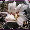 Gymnocalycium