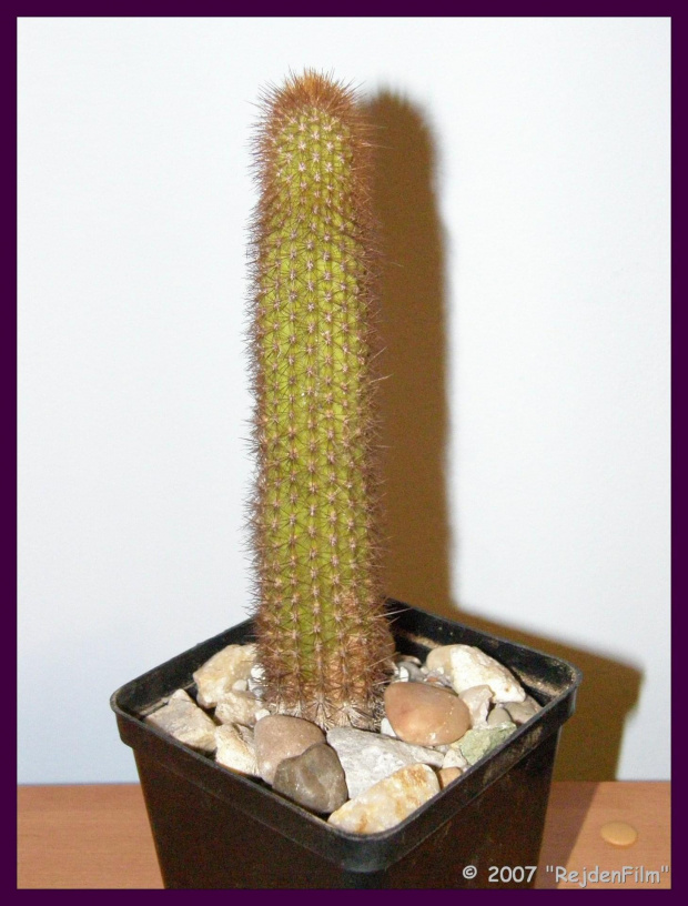 Cleistocactus