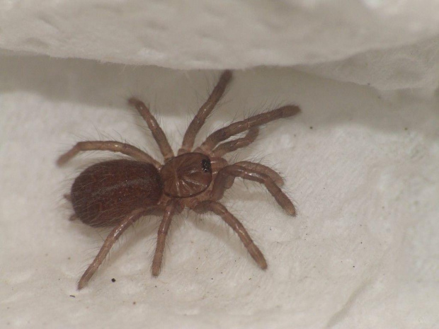 P. chordatus