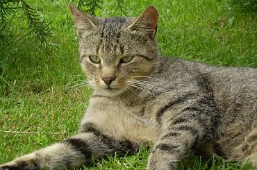 Moje kociaki #koty #kot #koteczek