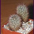 Mammillaria prolifera ssp. texana