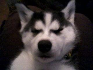 twardy sen:)husky