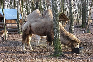 Soft Tennis Scotland #Wielblad #GrodziskMazowiecki