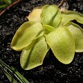 Polski tłustosz -Pinguicula vulgaris