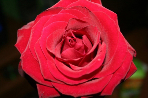 #róza #kwiat