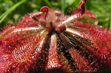 Drosera spatulata #rosiczka