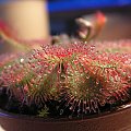 Drosera spatulata