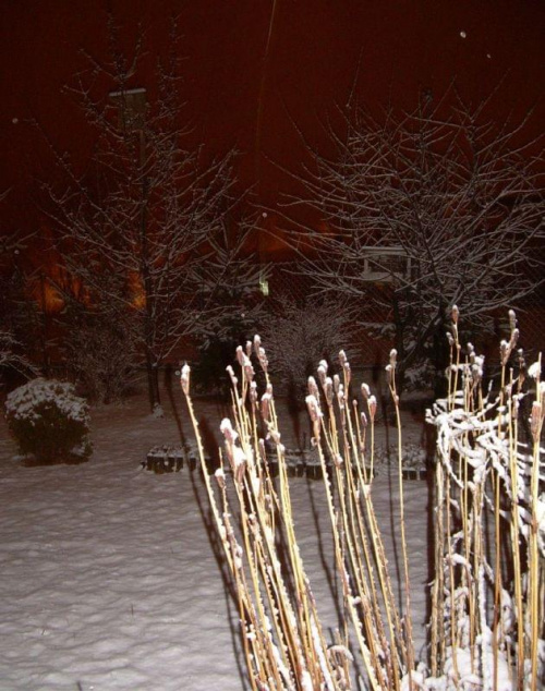 Ogród zimowy wieczorową porą #ZIMOWEPEJZAŻE