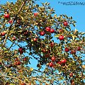 Przyroda #Jesień #sad #jabłka #owoce