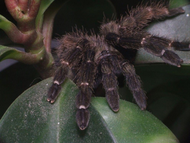 P. reduncus