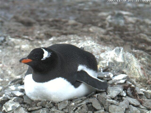 Pingwiny #pingwiny