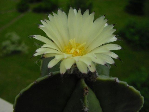 Astrophytum myriostigma v. nudum