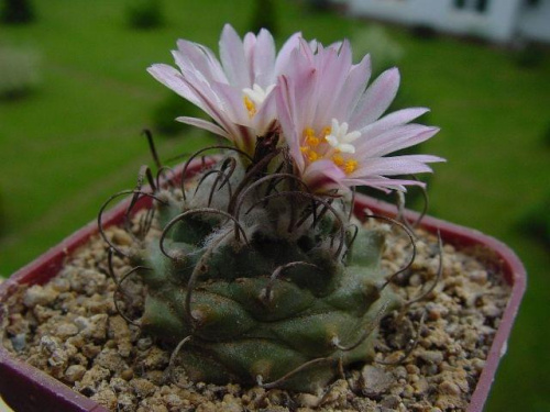 Turbinicarpus roseiflorus