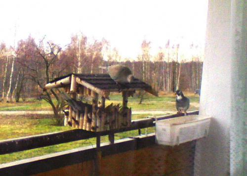Sierpówki w karmniku #PtakiSierpówki