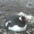pingwiny