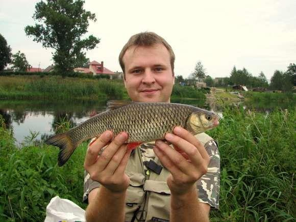 Kleń 37cm. Sierpień 2007. Narew. Ryba wypuszczona do wody po złowieniu.