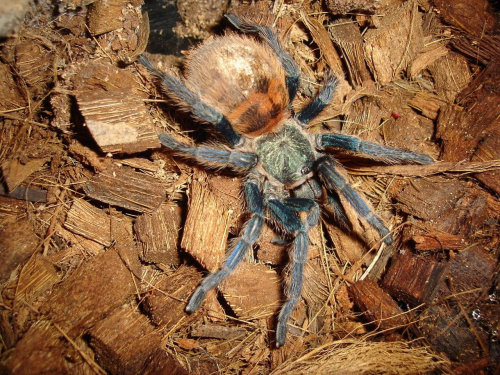 Chromatopelma cyaneopubescens