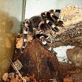 Acanthoscurria geniculata