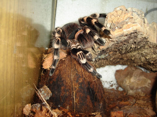 Acanthoscurria geniculata