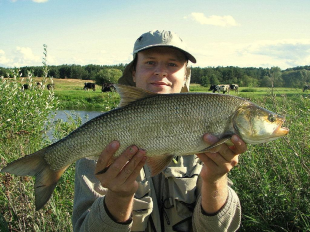 Boleń 61cm. Sierpień 2007.Narew.
Ryba wypuszczona do wody po złowieniu.